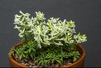 Corydalis angustifolia 'Georgian White'